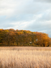 Fototapeta premium stunning golden reeds beautiful country empty space plans autumn bloom
