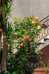 Fototapeta na wymiar Rose bush near staircase.