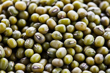 Mungobohnen (Vigna radiata); Mungbohnen