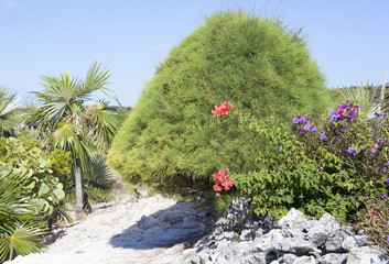 Caribbean Island Nature