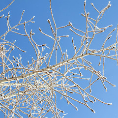 Winter background: frost branches close up, cold weather