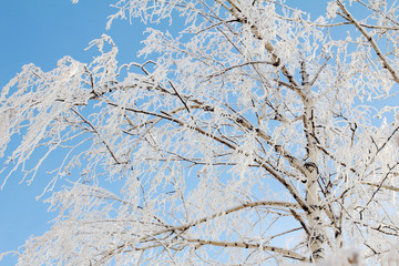 Winter background: frost branches close up, cold weather