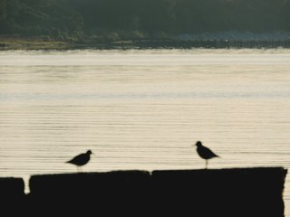 Shadowed against the bay