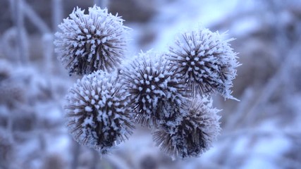 frost on dry thistle close up - Powered by Adobe