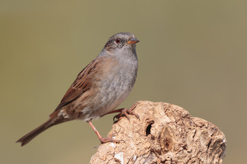 Dunnock 0106