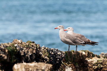 Two Heermann's gulls on rocks