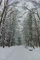 Winter Panorama with snow covered trees in South Park in city of Sofia, Bulgaria
