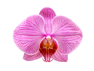 Naklejka na ściany i meble phalaenopsis orchid flower isolated on white background