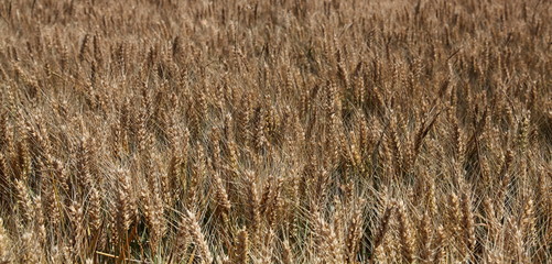 Abondance et générosité de la Terre agricole.