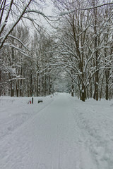Winter Panorama with snow covered trees in South Park in city of Sofia, Bulgaria
