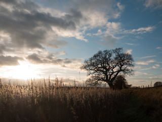 autumn landscape reeds sky sun flare bare branch tree