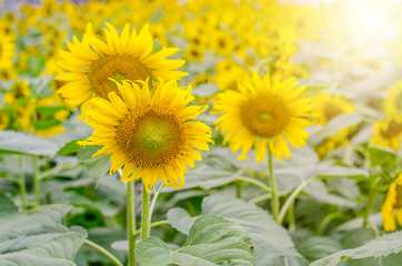 Fototapeta premium field of blooming sunflowers and sun