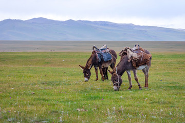 Two donkeys at a pasture