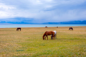 Horses around Song Kul lake, Kyrgyzstan