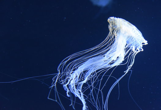 Quallen im Meeresaquarium