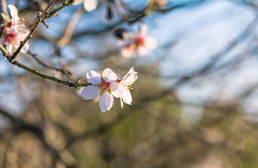 Blooming, flowers, leaf