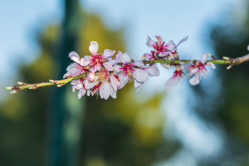 Blooming, flowers, leaf