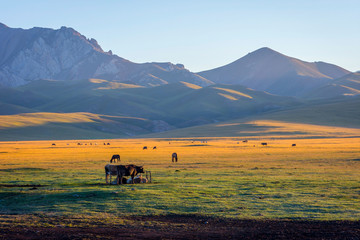 Mountains and cattle by Song Kul, Kyrgyzstan - obrazy, fototapety, plakaty