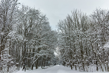 Winter Panorama with snow covered trees in South Park in city of Sofia, Bulgaria
