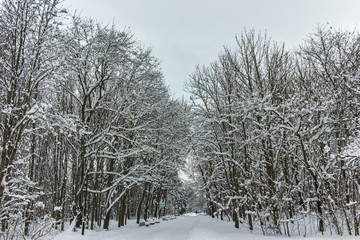 Winter Panorama with snow covered trees in South Park in city of Sofia, Bulgaria
