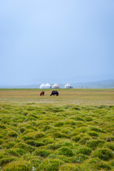 Horses and yurts by Song Kul lake, Kyrgyzstan