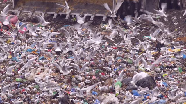 Garbage vehicles at the landfill surrounded by a flock of seagulls