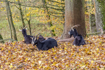 goats in autumn ambiance
