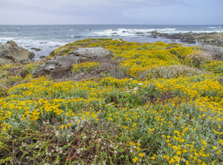idyllic coastal scenery in California