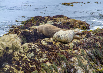 seals in California