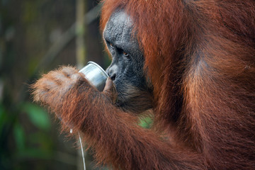Fototapeta premium A female orangutan drinking milk on feeding platform in the Sumatra National Park