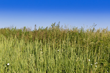 Acrocephalus palustris. Nest Habitat of Marsh Warbler. Landscape.