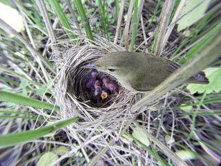 Acrocephalus palustris. The nest of the Marsh Warbler in nature.