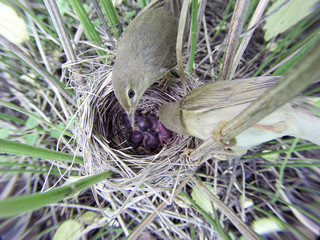 Acrocephalus palustris. The nest of the Marsh Warbler in nature.