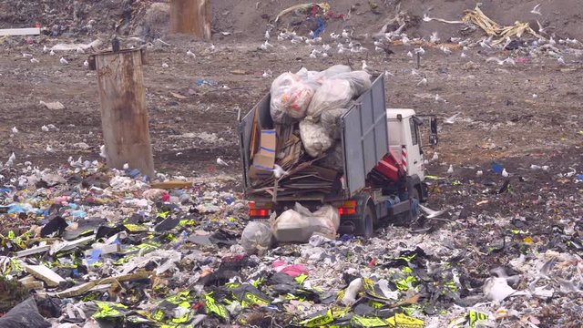 Garbage vehicles at the landfill surrounded by a flock of seagulls