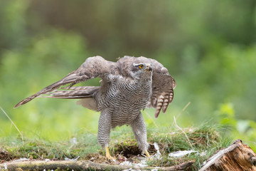 Northern Goshawk spreading wings