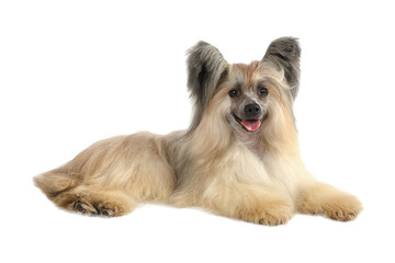 Purebred Chinese Crested dog