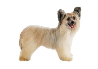 Chinese Crested dog over white