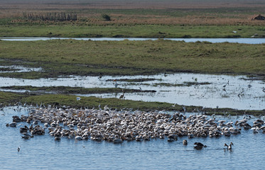 Great White Pelicans on the border river Chobe, Botswana, Namibia