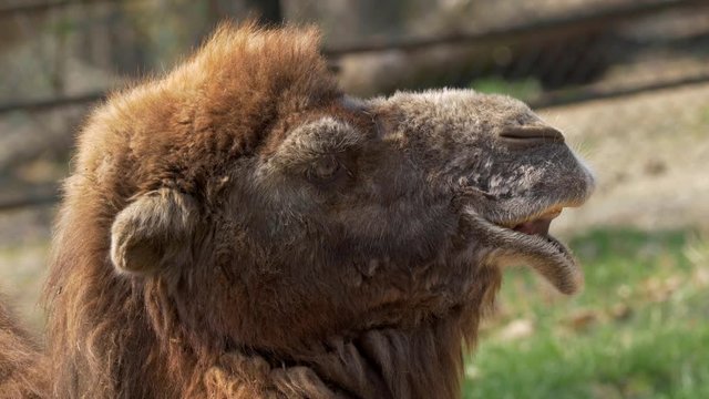Bactrian camel's silly face