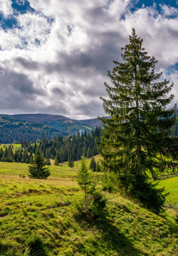 spruce tree on a grassy slope under cloudy sky. beautiful early autumn scenery in Carpathian mountains