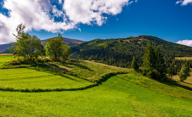 Fototapeta na wymiar grassy field in mountainous rural area. beautiful countryside scenery with lovely sky on a summer day