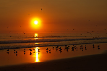 Seagulls playing at the beach water before an orange sunset