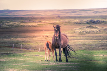 Iceland: a mare with her foal