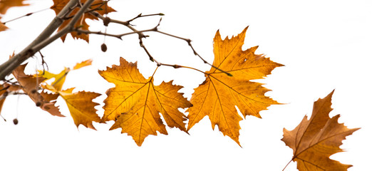 Falling leaves as winter arrives