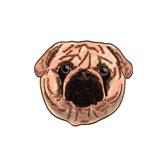 Cartoon animal vector drawing isolated white background