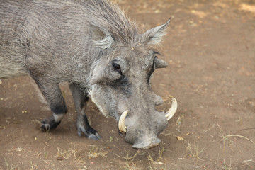 close up of warthog in the wild in Botswana