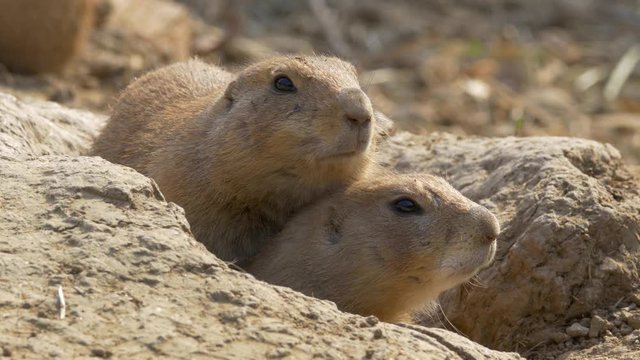 Prairie dog (Cynomys ludovicianus) at the burrow