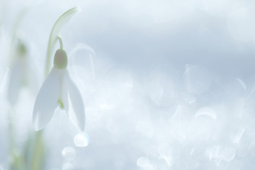 The snowdrop blossoms against the background of white shiny snow. A beautiful spring flower.