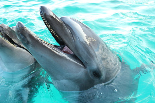 バンドウイルカ Images Browse 217 Stock Photos Vectors And Video Adobe Stock