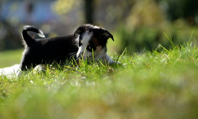 Naklejka na ściany i meble the look of a puppy, cute small black and white puppy walking through gras 